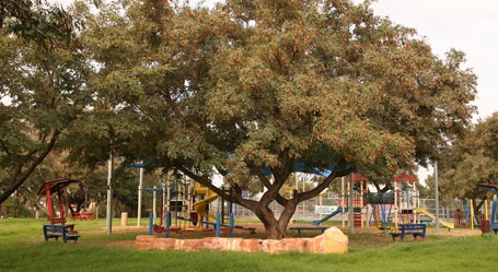 חדיד